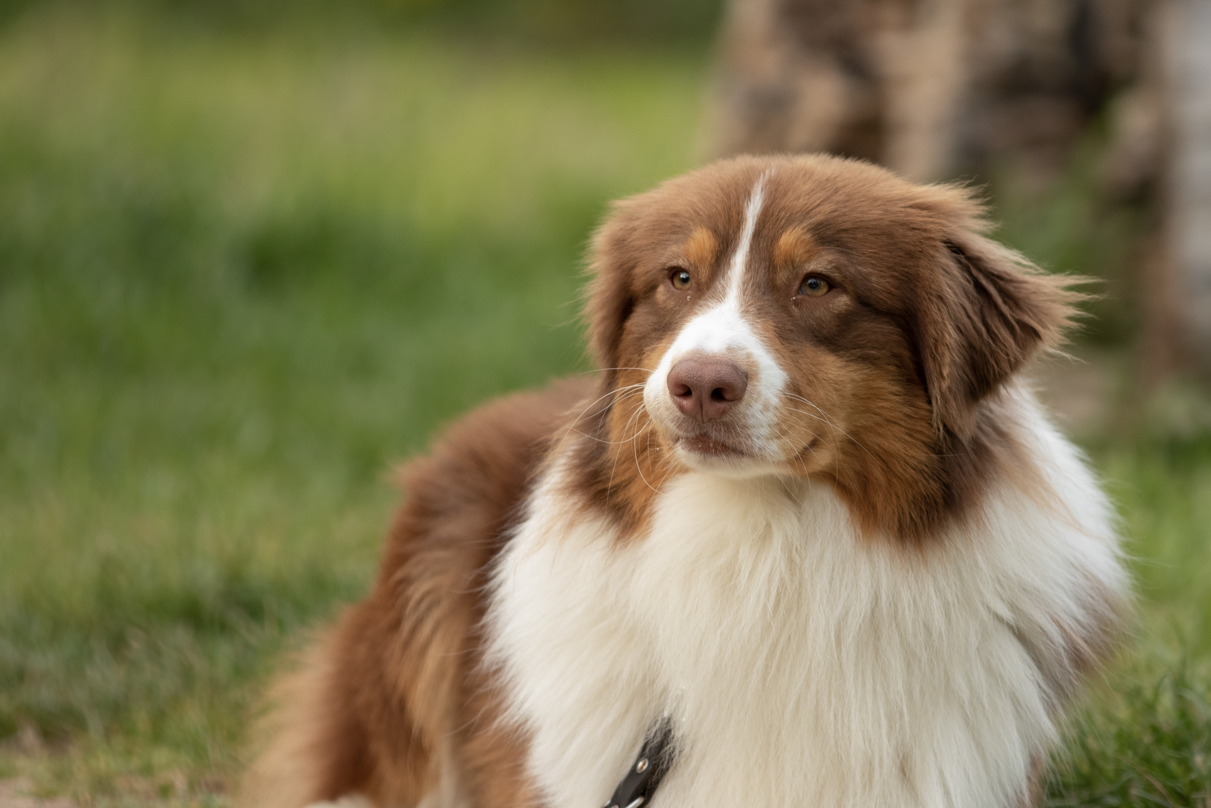 Australian Shepherd Puppy